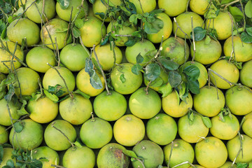 Big Pomelo fruit or Grapefruit a large, round, citrus fruit with an acid, juicy pulp.
