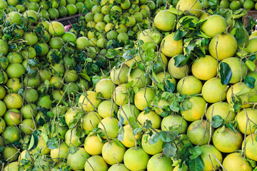 Big Pomelo fruit or Grapefruit a large, round, citrus fruit with an acid, juicy pulp.