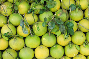Big Pomelo fruit or Grapefruit a large, round, citrus fruit with an acid, juicy pulp.