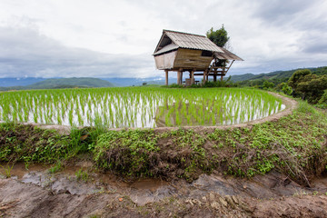 Green Terraced Rice Field in Pa Pong Pieng