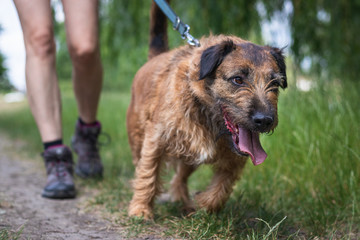 Pet owner walk with mixed breed dog outdoor