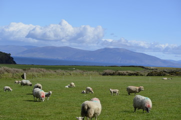 Obraz premium grazing sheep