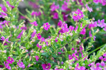 Close up to the beautiful flower.