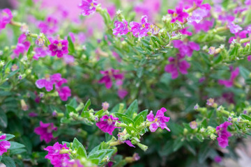 Close up to the beautiful flower.