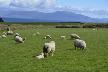 grazing sheep