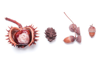 Chestnut, pine cones, acorns on a white background in a row. Creative autumn concept.
