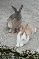 two couple of rabbit rest in the farm.