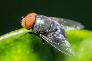 Close up to the fly.