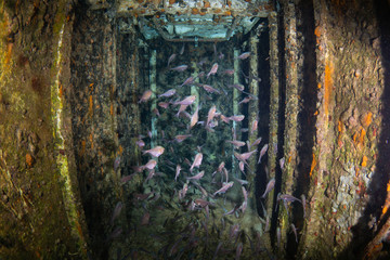 School of fish in a sunk shipwreck
