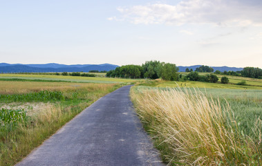 Polish arable fields. Rural landscape. Ripening cereals.