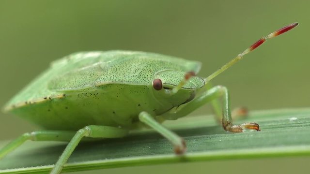 Close-up of the bug Palomena Prasina on a blade of grass. Macro shooting.