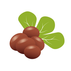 Shea nuts with green leaves. Brown shea nut and organic nuts shea