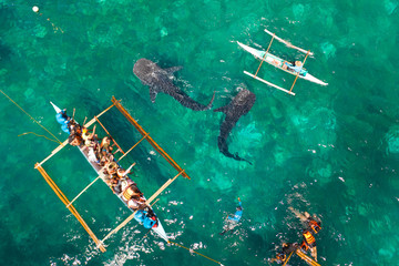 Place for diving and snorkeling and watching the whale shark, top view, Oslob, Philippines. Tourists are watching whale sharks.