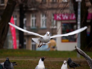 OLYMPUS DIGITAL CAMERA © Iwona