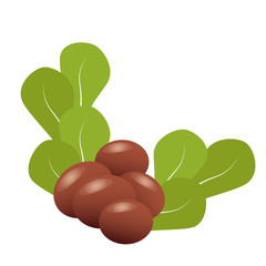 Shea nuts with shea butter and green leaves in a round border frame