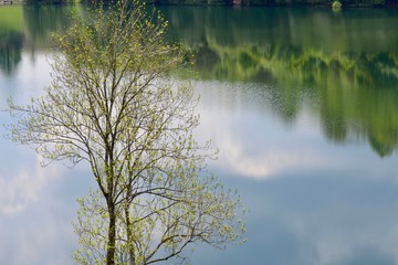 Baum am Maar im Frühling