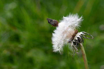 Löwenzahn
