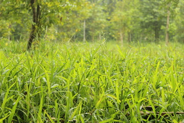 green grass in the forest