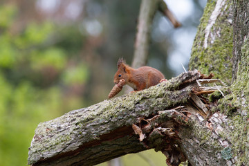 Eichhörnchen