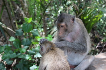 Naklejka na ściany i meble Monkey mother is looking for ticks for baby monkeys