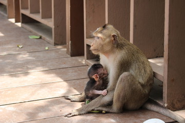 Obraz premium monkey mother is breastfeeding