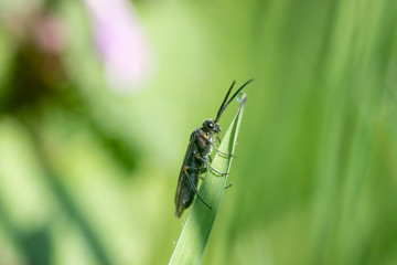 Käfer