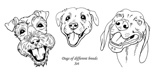 portraits of dogs of different breeds