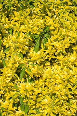 Yellow leaves of the Japanese spiraea bush