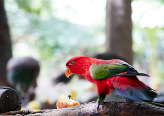 The bright and colorful parrot 