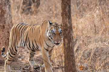 Fototapeta na wymiar A female tigress walking in the safari track inside Pench tiger reserve during a wildlife safari
