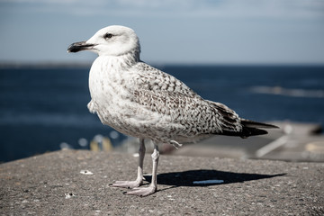 Sea gull at pier