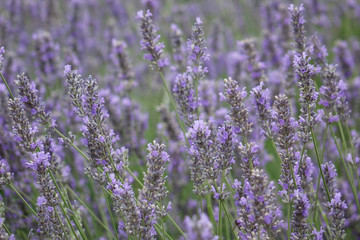 lavender bush on the field