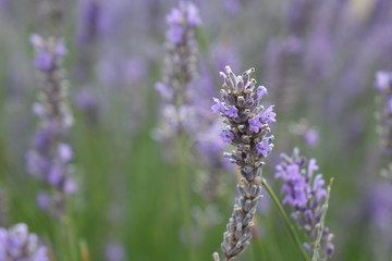 Fototapeta premium lavender bush on the field