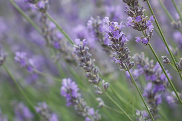 lavender bush on the field