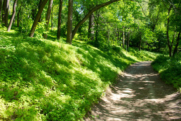 Obraz premium A path through a green forest lit by sunlight