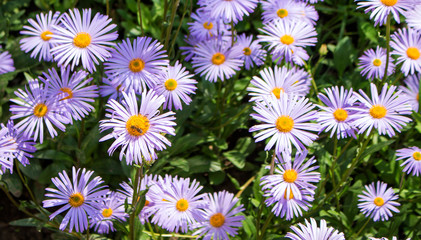 Fragrant flowers aster purple attract insects