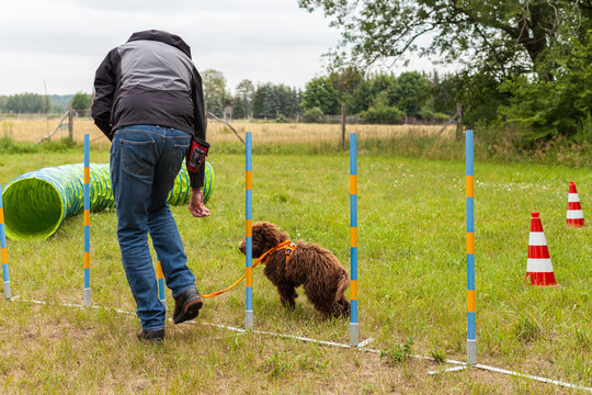 Training auf dem Hundeplatz