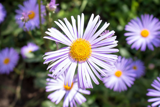 Flower of aster of purple color close-up