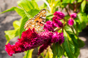 Butterfly urticaria in profile with folded wings on purple flower celosia