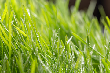 Obraz premium Fresh green grass with water drops. Nature Background