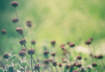 Natural abstract sunny background