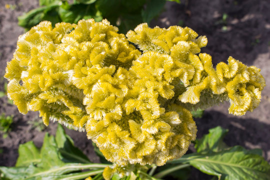 Yellow inflorescence celosia