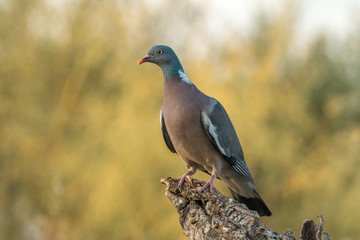 dove columba palumbus
