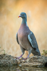 dove columba palumbus