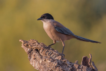   Iberian Magpie Cyanopica cooki