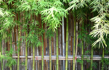 Natural green bamboo fence in morning