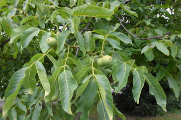 green walnuts
