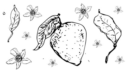 Lemons sketch. Isolated vector illustration. Vector line design. - Vector.