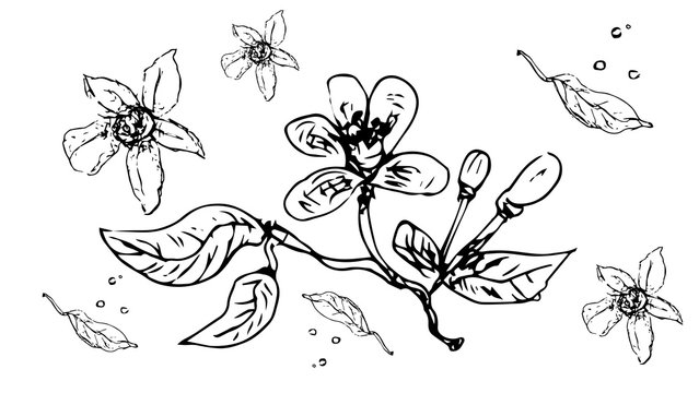 Botanical illustration lemon flower. Isolated vector. Vector line design.