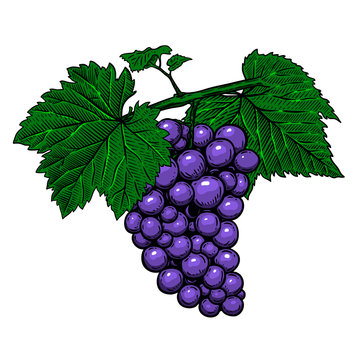 Grape branch on white background. Design element for poster, logo, label, sign, card, banner. Vector illustration